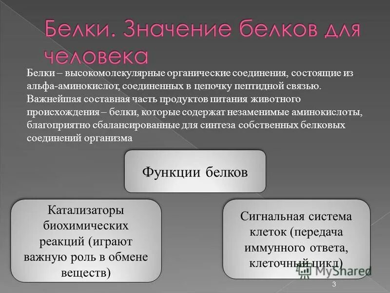 белка происхождение слова