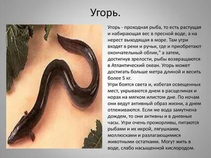 Угорь где
