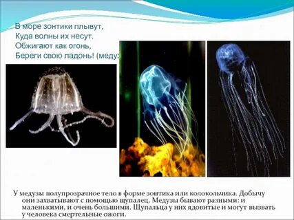 Способ добывания пищи медузы