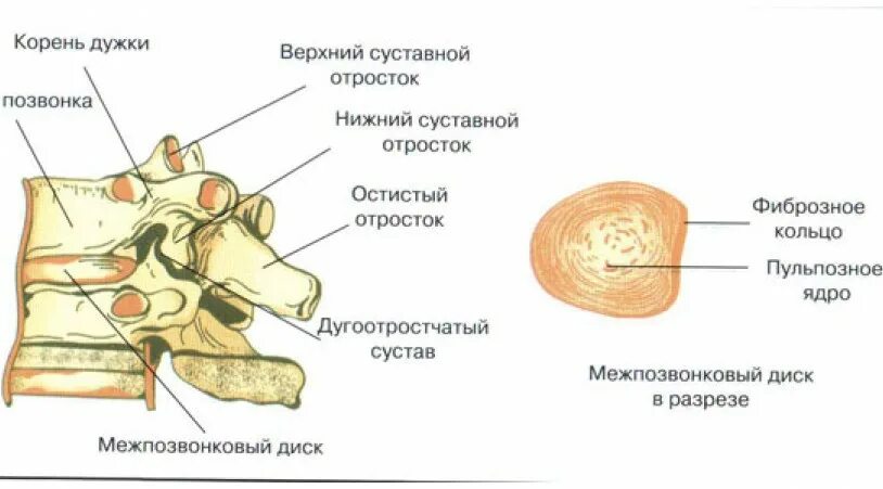 Двигательный сегмент. Позвоночно двигательный сегмент неврология. связочный аппарат дугоотростчатого сустава. строение позвоночного сегмента. суставные отростки позвонков.