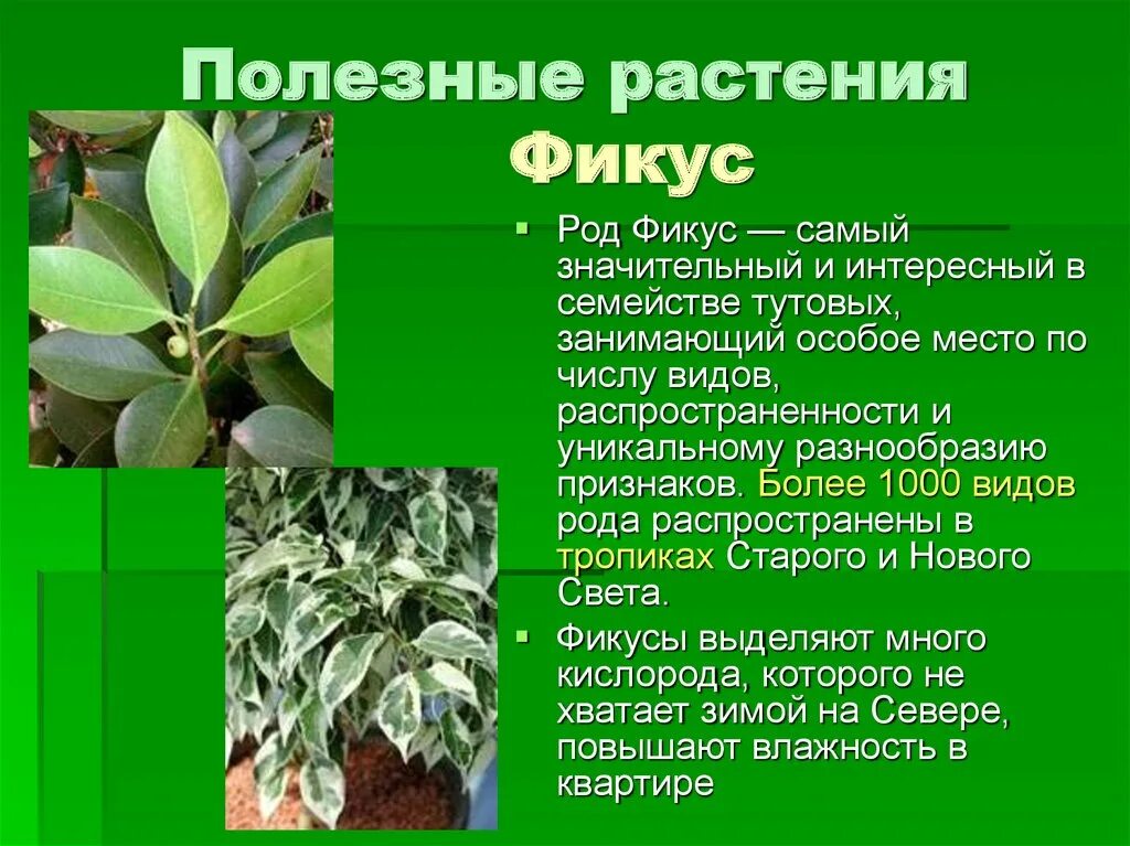 Самые нужные растения. Полезные растения. Полезные цветы. Полезные растения для человека. Фикус растение.