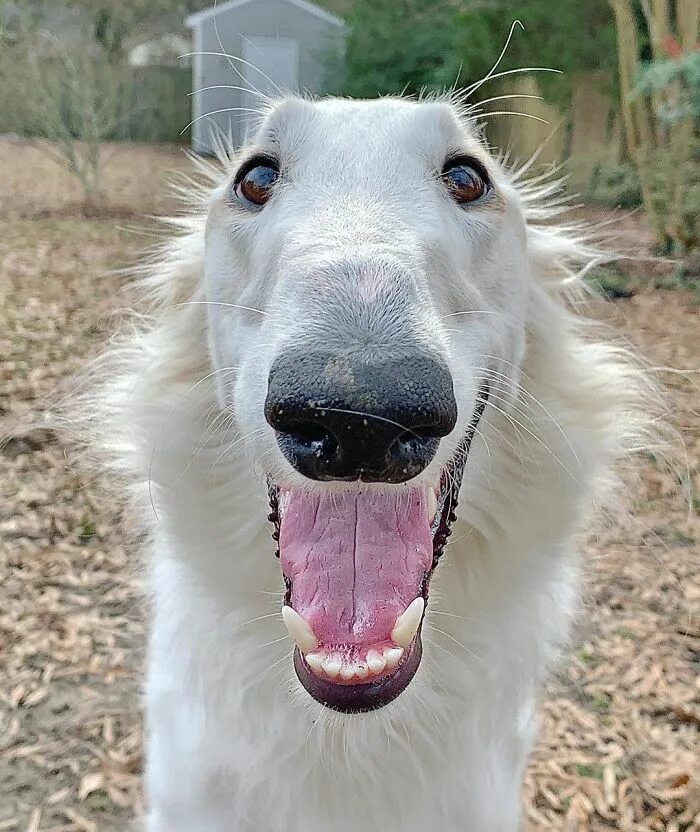 Internet Adores This Very Long Dog With Even Longer 12.2-Inch Snout (30 Pics) Bo