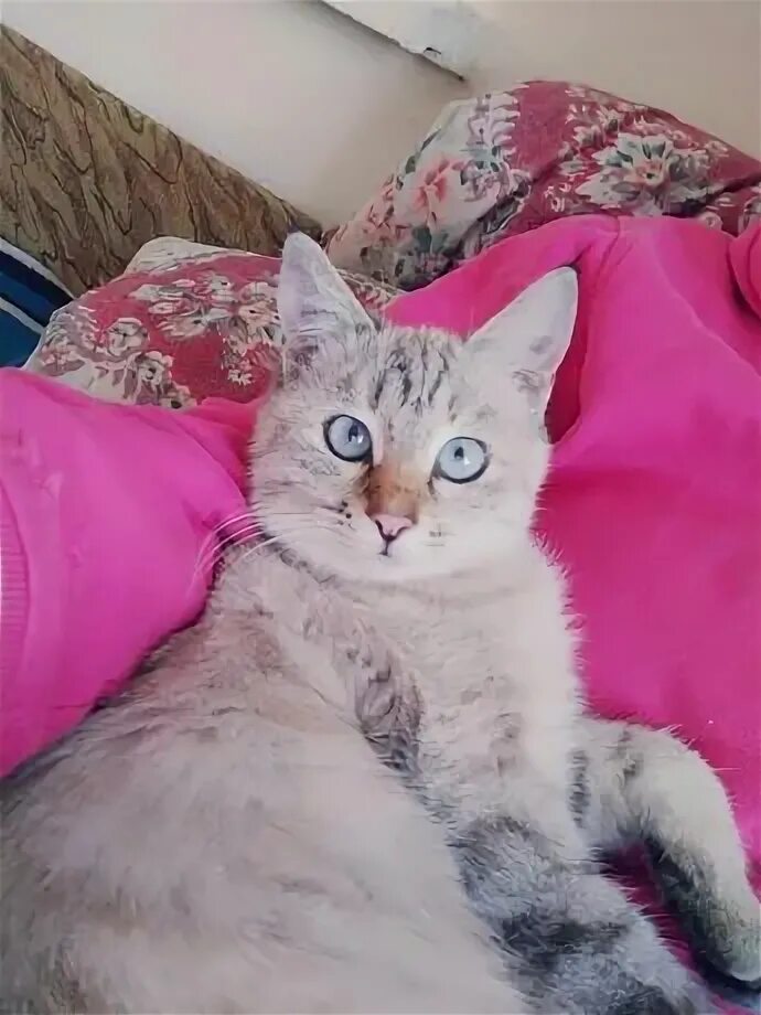 Кошка тараз