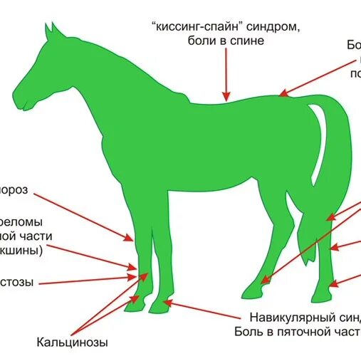 Болезнь лошадей 3. Распространенные болезни лошадей. Инфекционные болезни лошадей. Опорно двигательный аппарат лошади.