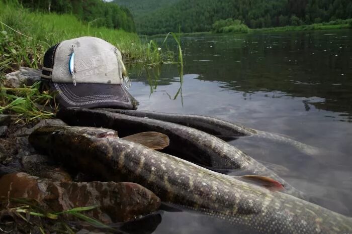Рыбалка в на таёжных реках. Река агул кардон. Первоманск красноярский край озеро рыбалка. Рыбалка на реке красноярского края. Река пильда.