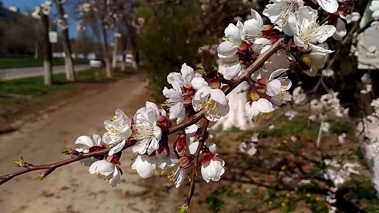 Что актуально весной. Весенний Волгоград.