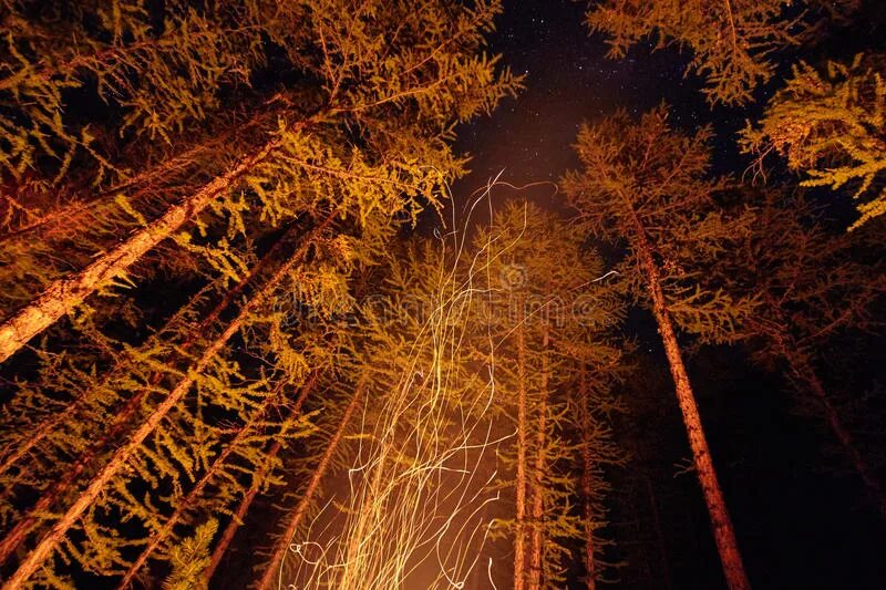 Деревьев освещенных костром. Деревья освещенные костром. лес подсвеченный костром. ночной лес подсвеченный костром. сосна в свете костра.