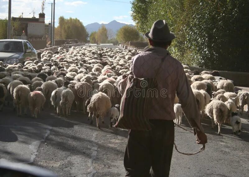 Силен овцам. Тибет овцы. Тибет стадо овцы. Баран бодает ворота. Кормовое баран Чабан.