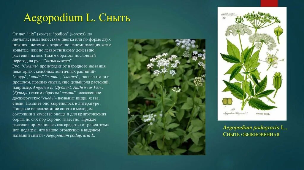 Сныть обыкновенная (Aegopodium podagraria). Сныть (Aegopodium podagraria). Сныть (Aegopodium). Сныть дикорос. Чем полезна трава сныть