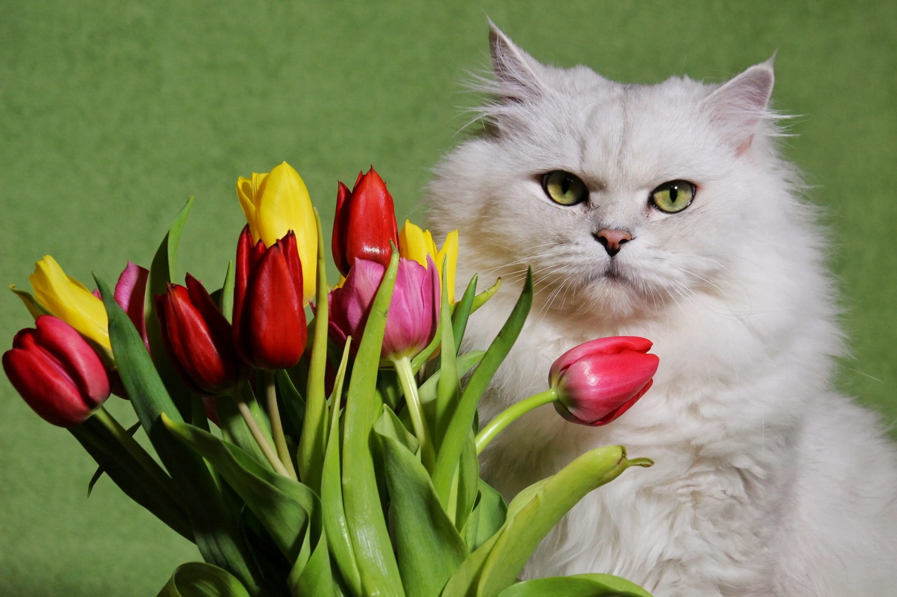 Кот с цветами. Кошка с тюльпанами. Кошка с букетом цветов. Котик с цветочком. Котенок любит играть с цветами