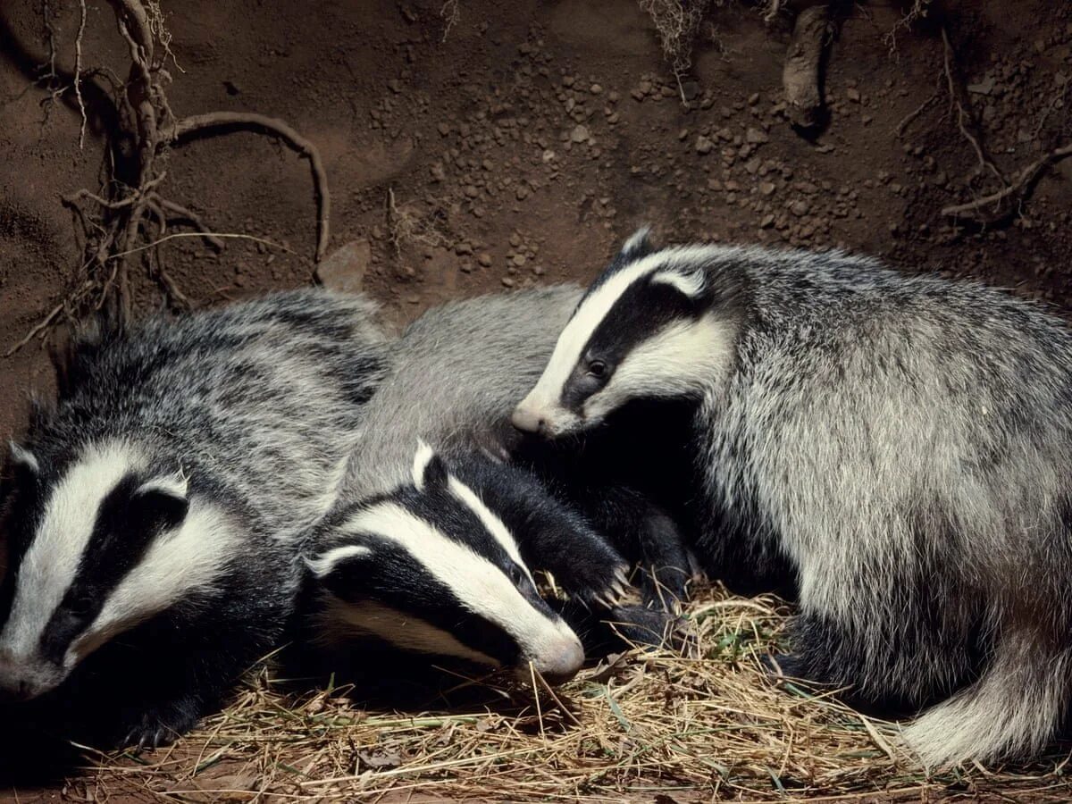 Рыжий барсук картинки. Грустный барсук. Барсук. Клуб путний барсук. Группа badger фото.