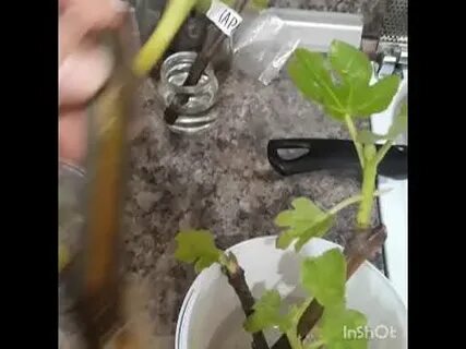 Черенки инжира