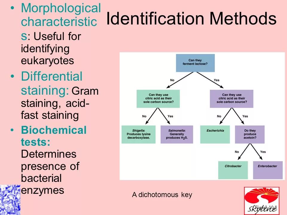 Nozzle fem программа. Direct method. Method of characteristics. Snp markers. Growth characteristics.