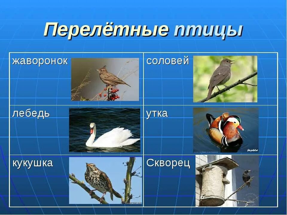 Как называется жизнь птиц. Перелетные птицы. птицы презентация. перелетные птицы презентация. окружающий мир перелетные птицы.