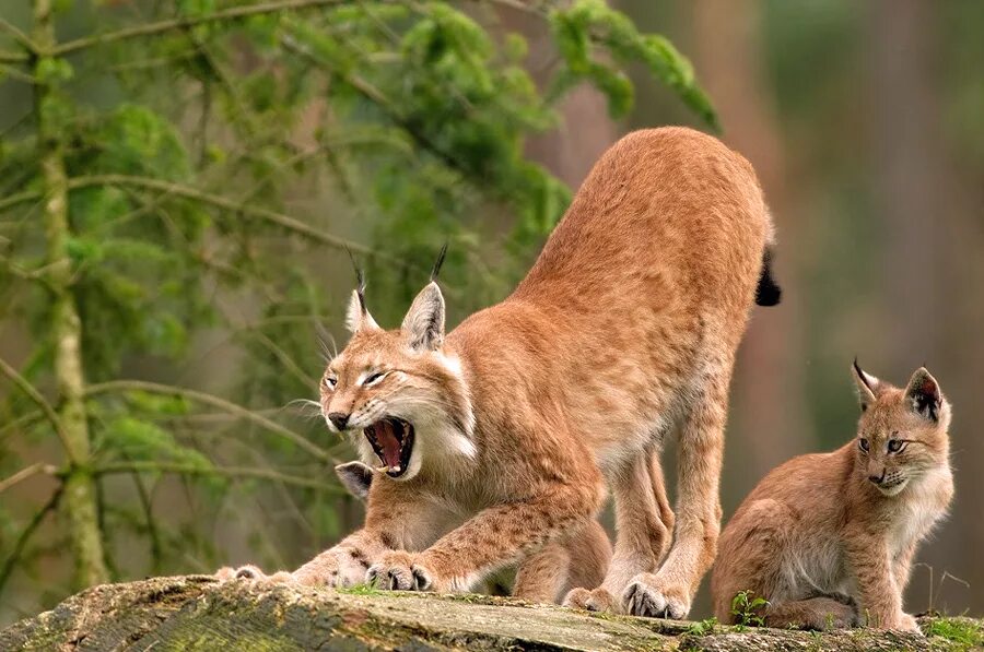 Кого сильнее рысь. Рысь обыкновенная Lynx Lynx Linnaeus, 1758. Рыси любовь. Рыси обнимаются. Рысь и лиса.