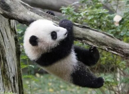 Panda am