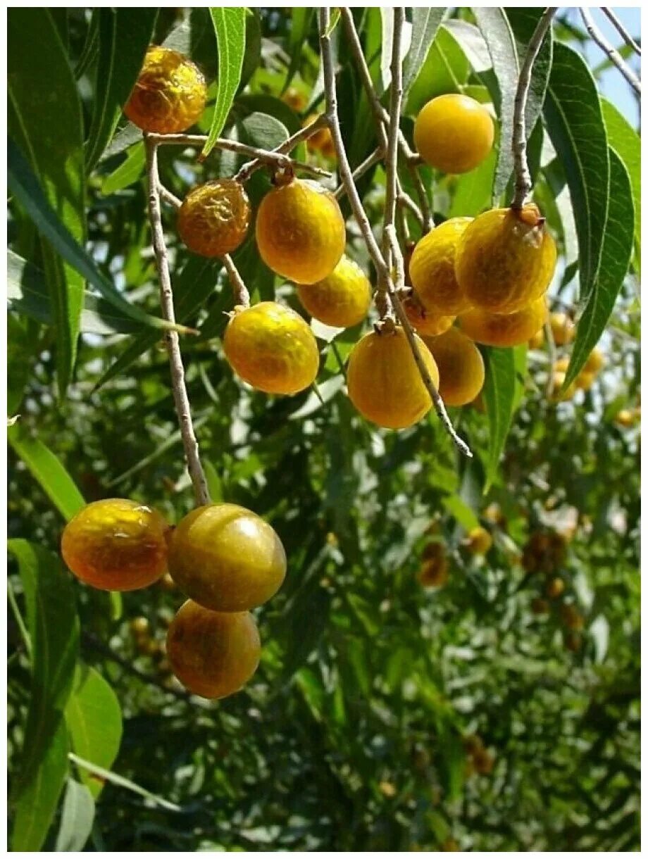 Индийское мыльное дерево. Мыльное дерево. Сапиндус мыльное дерево. Сапиндус мукоросси. Сапиндус мыльное дерево.