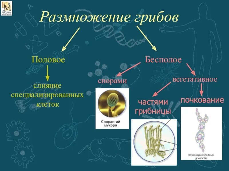 Половое и бесполое размножение грибов. Схема способы размножения грибов. Вегетативный способ размножения грибов. Формы бесполого размножения грибов.