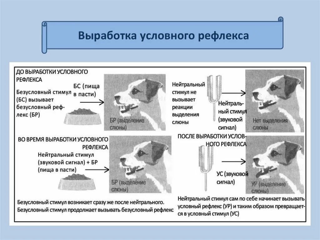 Формирование безусловного рефлекса. Схема выработки условного рефлекса слюноотделения. Схема образования условного и безусловного рефлекса. Собака Павлова условный рефлекс. Этапы формирования торможения условного рефлекса.