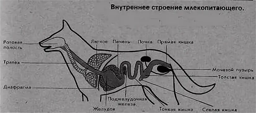 Скелет млекопитающих схема биология 7 класс. Пищеварительная система млекопитающих 7 класс биология. Внутреннее строение млекопитающих. Скелет млекопитающего 7 класс биология. Внутреннее строение млекопитающих схема.
