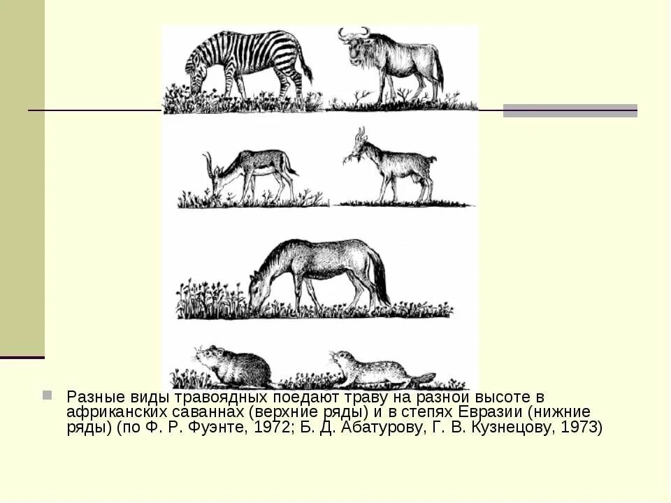 Обитатели нижнего яруса степи. Виды травоядных. Экологические ниши травоядных животных. Экологическая ниша рисунок. Экологические ниши в саванне.