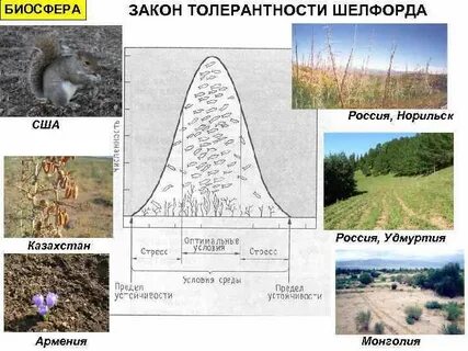 Биосфера 10 класс география