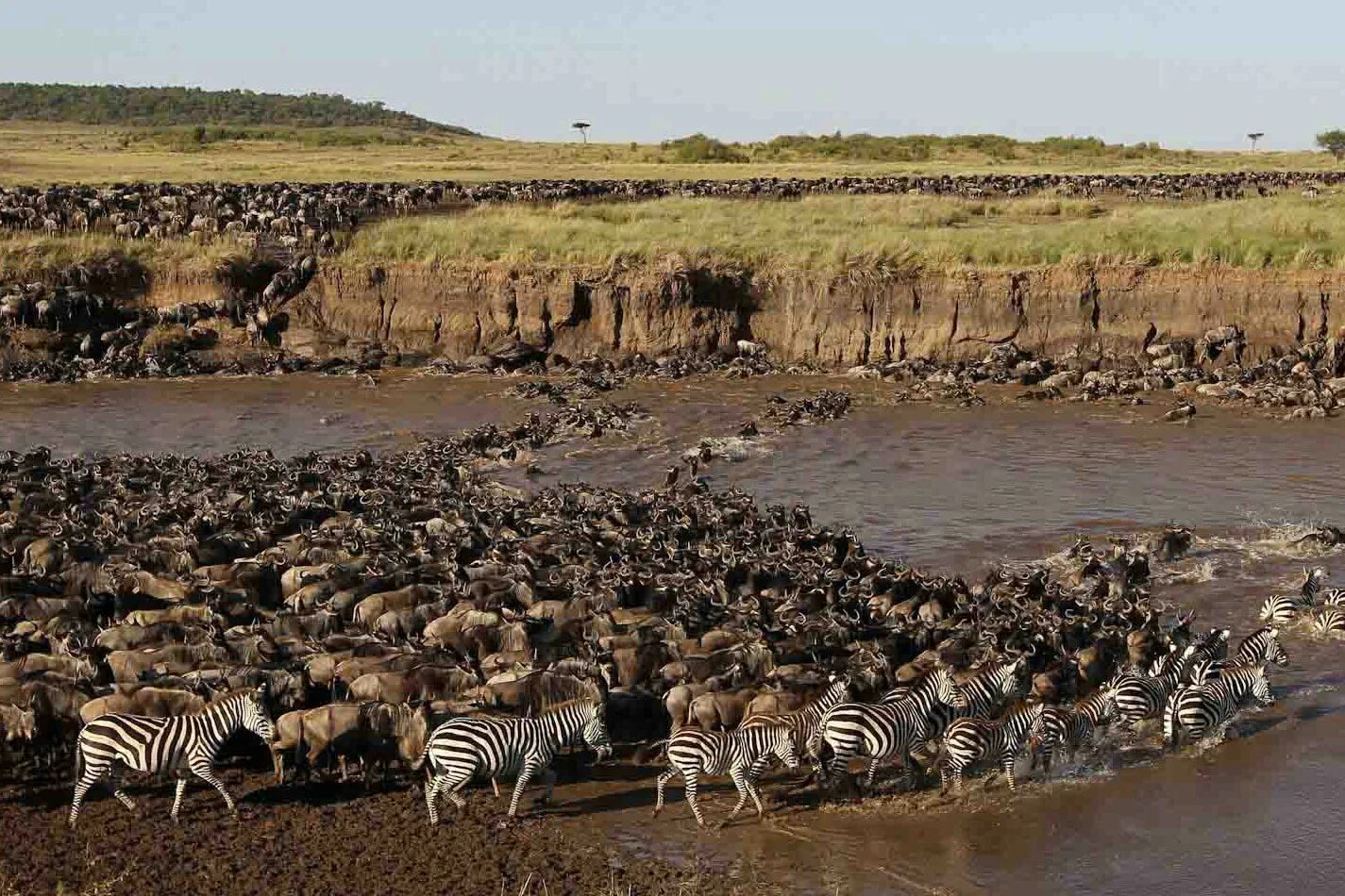 Засуха животные. Водопой Серенгети национальный парк. Миграция животных в Серенгети. Миграция животных в национальном парке Серенгети. Великая миграция животных в Африке.