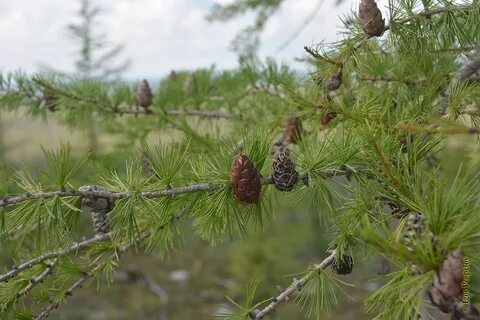 Лиственница растет в тайге