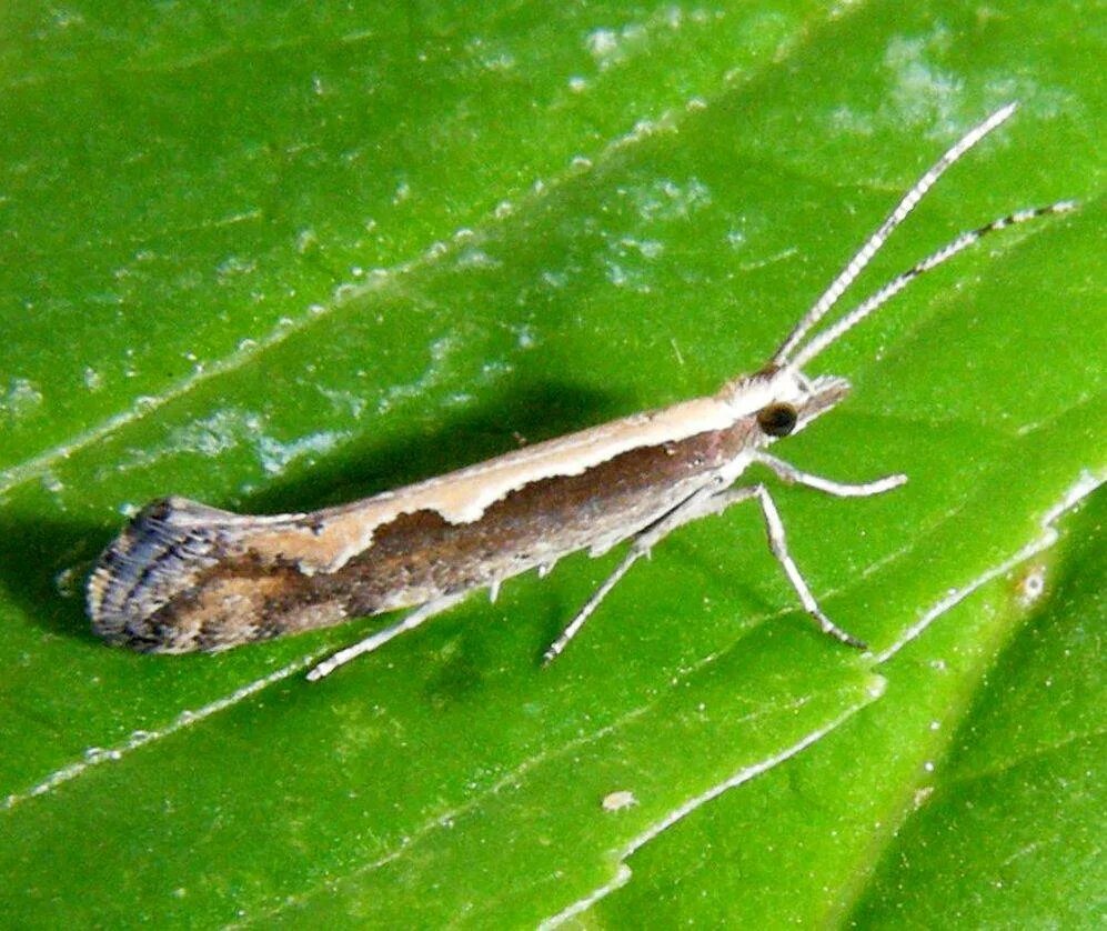 Капустная моль Plutella maculipennis. Гусеницы капустной моли Plutella xylostella. Личинка капустной моли. Яйцекладка капустной моли. Капустная моль