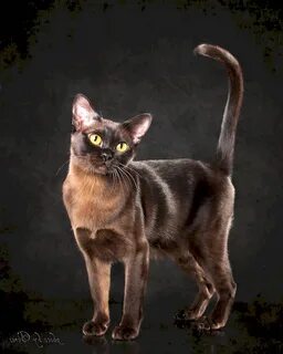 Кошка бурму