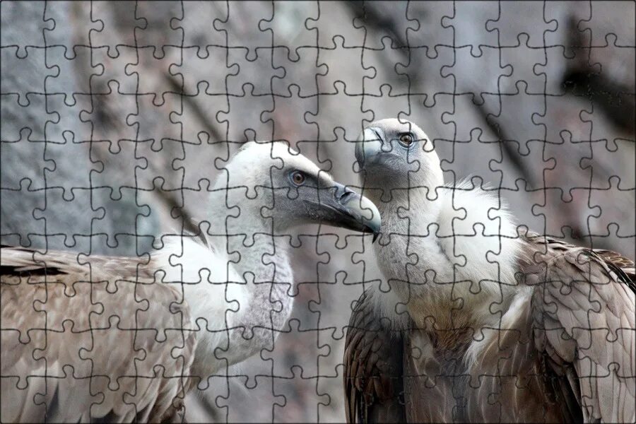 Гриф сип. Белоголовый сип птица. белоголовый грифон. белоголовый сип (gyps fulvus). грифон стервятник.