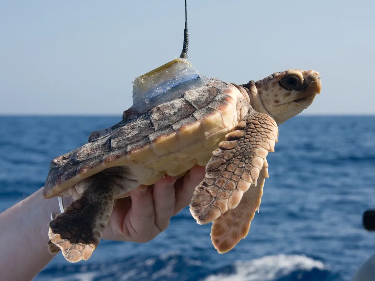 Make the turtle