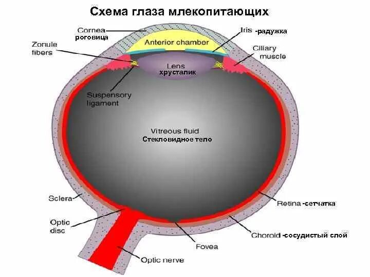 Схема глаза млекопитающего. Радужная оболочка глаза схема. радужка глаза строение.