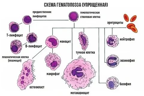Клеточное происхождение