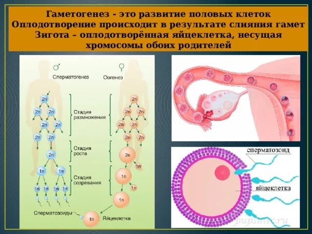 Гаметогенез и онтогенез. Развитие половых клеток оплодотворение. Слияние гамет при оплодотворении. Схема слияние половых клеток.