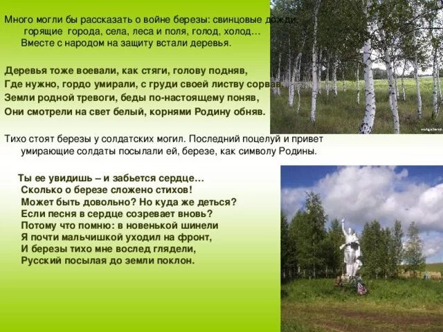 Береза стих о войне. Стихотворение про березу военное. Стихи деревья тоже воевали. Березка стих про войну. Стихотворение белая береза я помню ранила березу