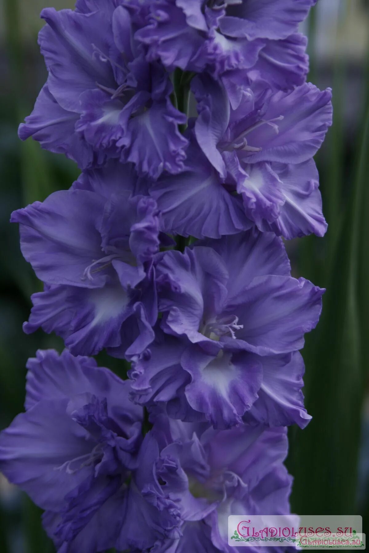 Ночной блюз гладиолусы. Синий гладиолус сорт. Гладиолус блу бьюти. Гладиолус синий. Блю адмирал гладиолус.
