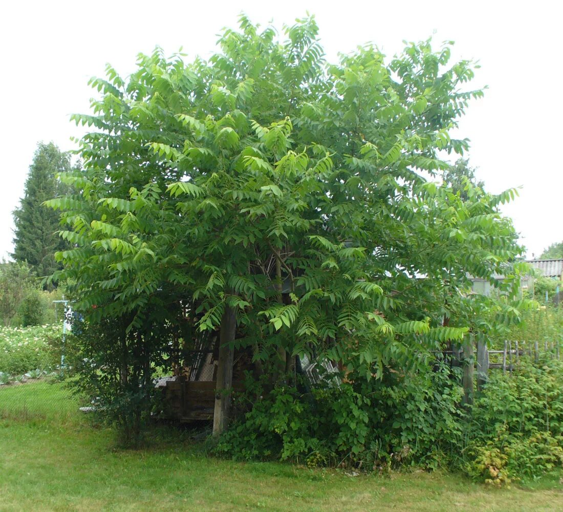 Деревья растущие в сибири. Орех маньчжурский (Juglans mandshurica). Маньчжурский (думбейский) орех. Орех маньчжурский (Juglans nigra l.). Juglans mandshurica дерево.