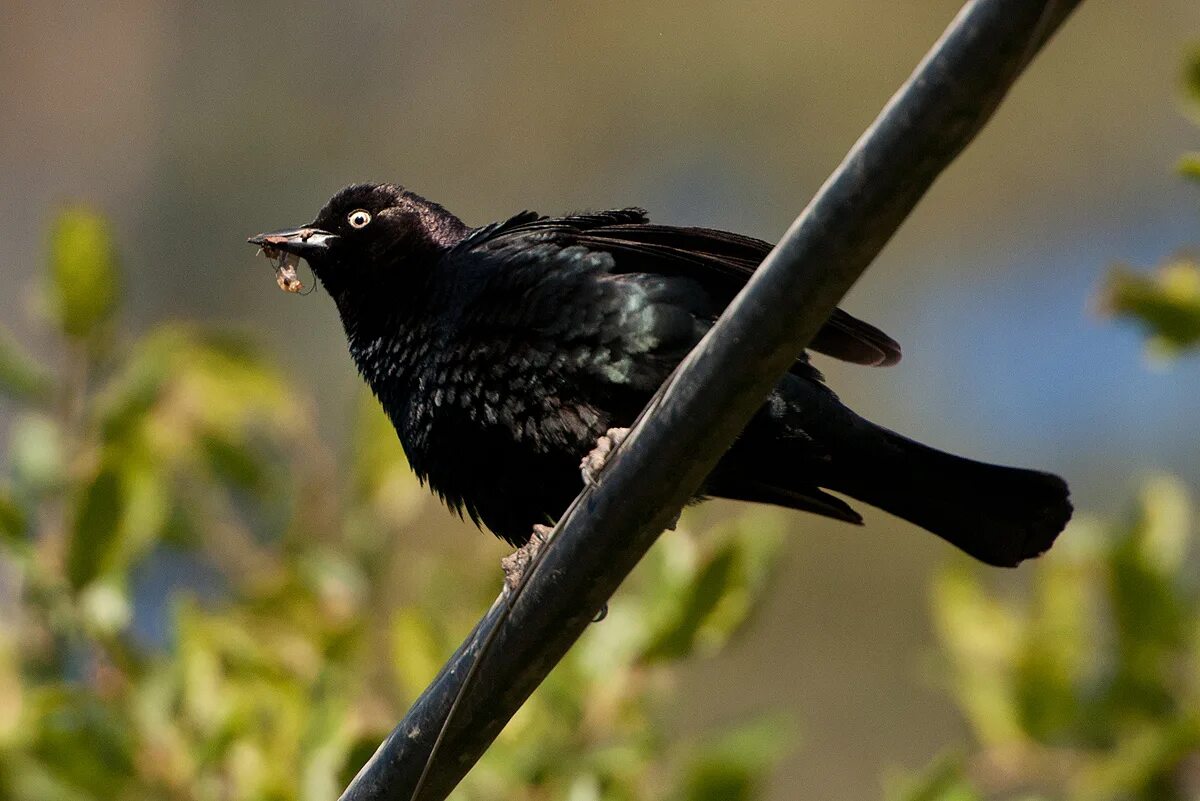 Черная птица. Маленькая черная птичка. Птица с черными волосами. Черная птичка поет.