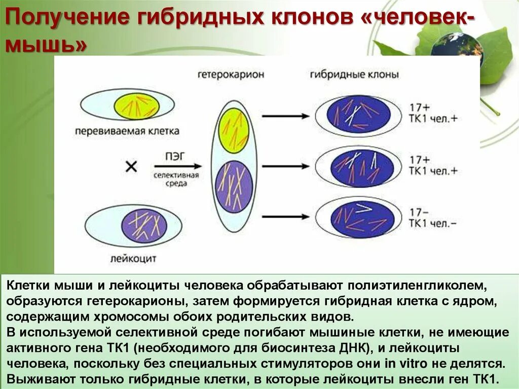 Получение гибридов на основе соединения клеток