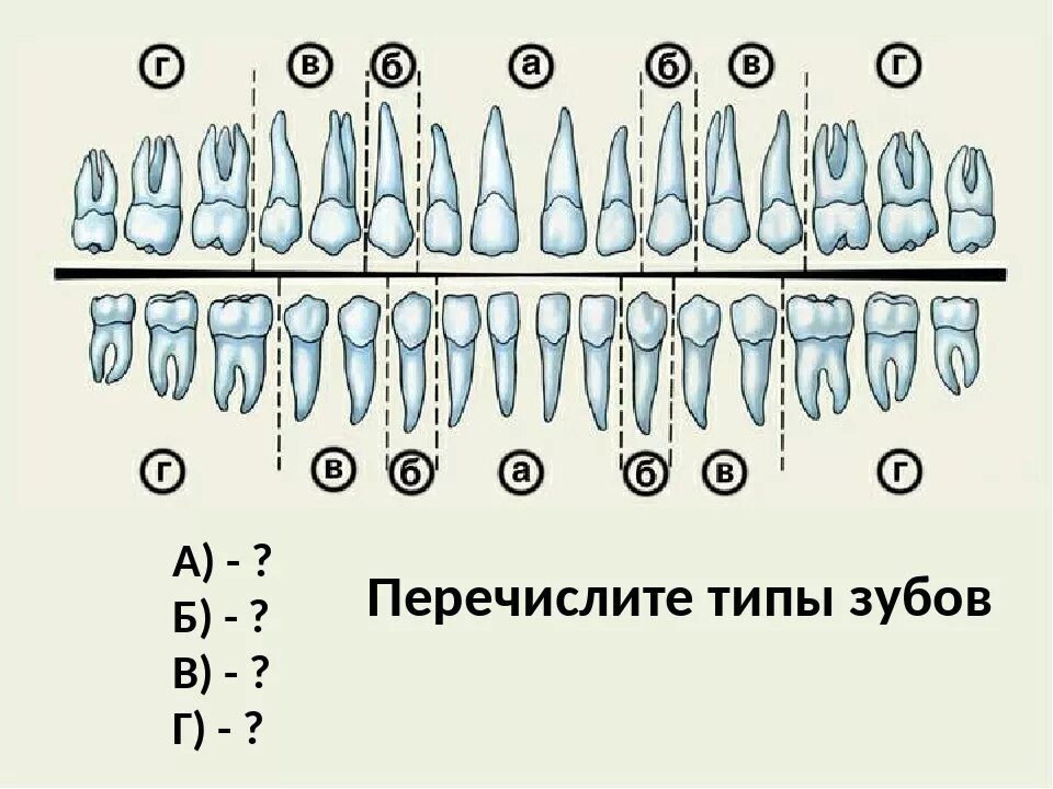 Ковид зубова. Зубы схема спереди. Зубы по номерам с каналами. Каналы зубов схема.