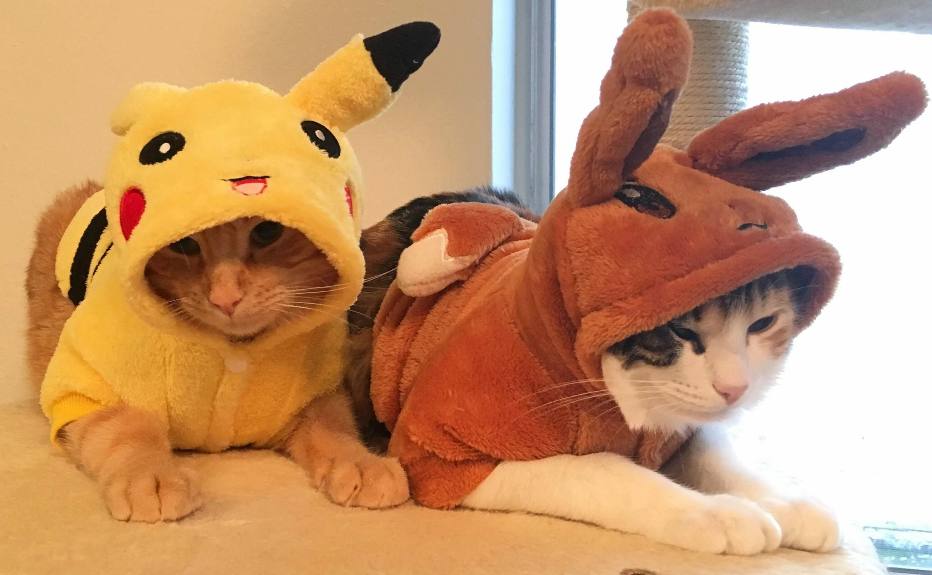 Кот пикачу. Кошка пикачу. кот в костюме пикачу. милые котики в костюмах пикачу. котик в шапочке пикачу.