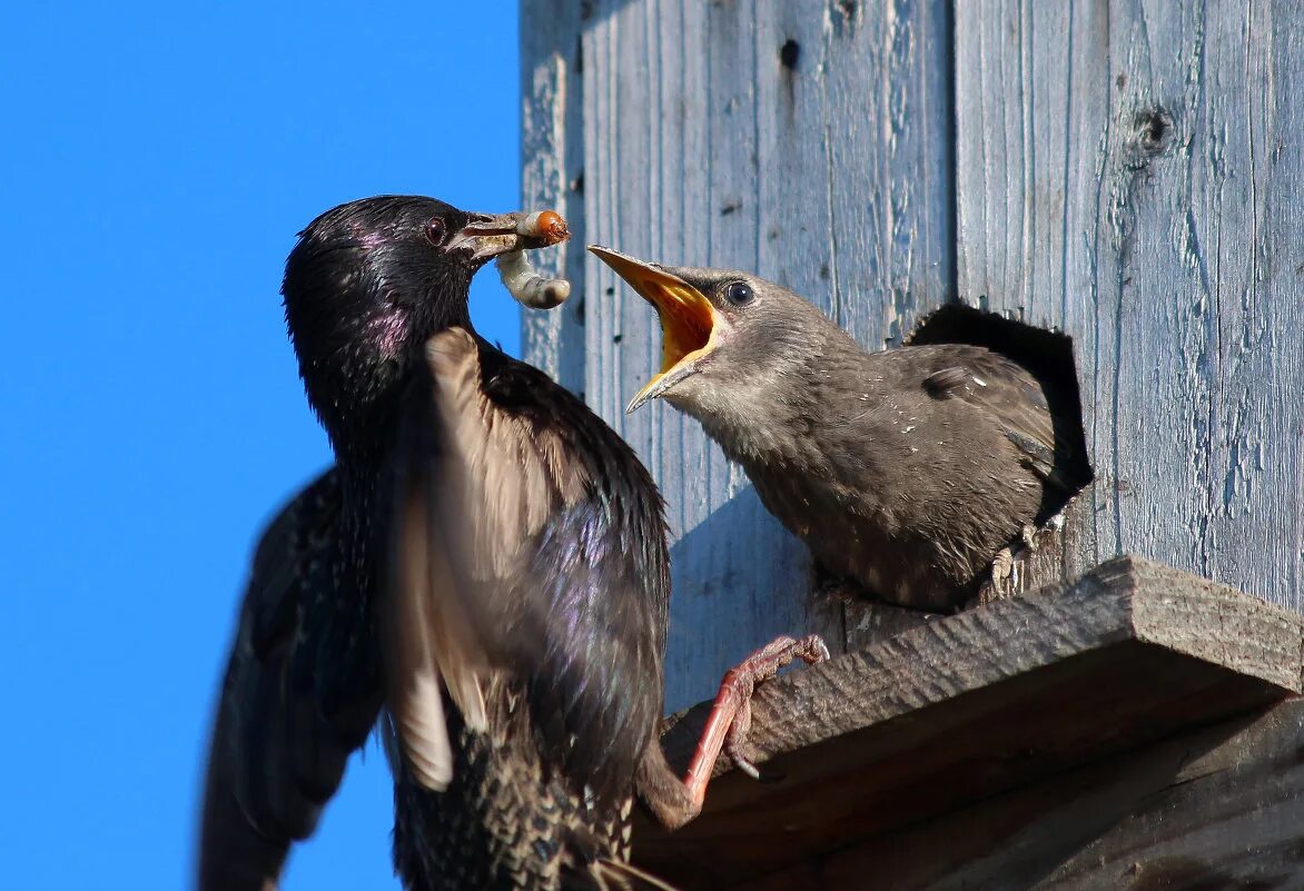 птенец скворца. мама скворца. скворец птенец слеток. скворец летом. скворец птенец слеток.
