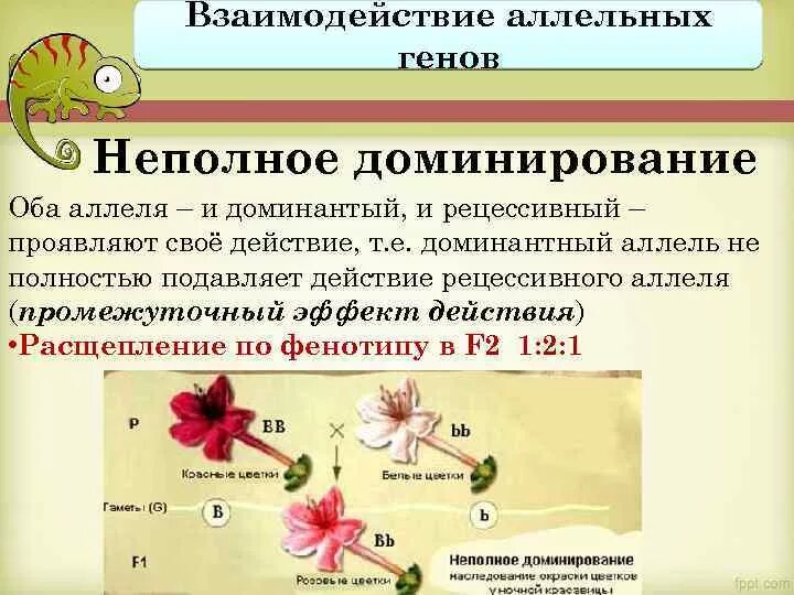 Полное доминирование тип взаимодействия. Взаимодействие аллельных генов неполное доминирование. полное доминирование неполное доминирование кодоминирование. взаимодействие аллельных генов полное доминирование. примеры взаимодействия аллельных генов.