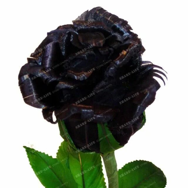 2 Черные розы. Черные розы в горшке. Фото черных роз.