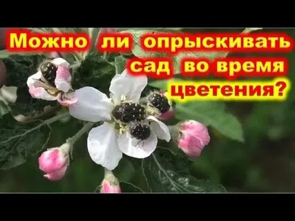 Можно поливать фруктовые деревья во время цветения