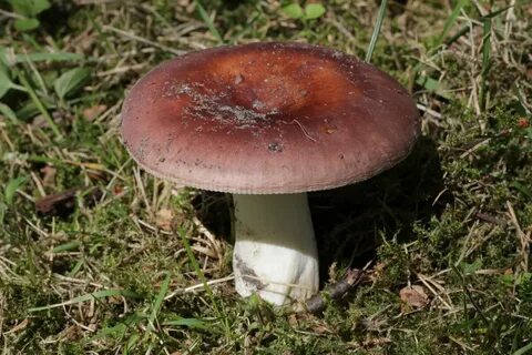 Сыроежки приготовление