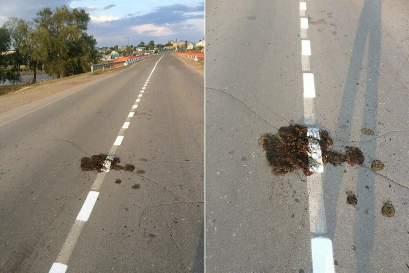 Раздавленная змея на дороге. Какашка дорога. Коровьи лепешки на дороге. Какашка на дороге фото. Собака ремонтирует дорогу.