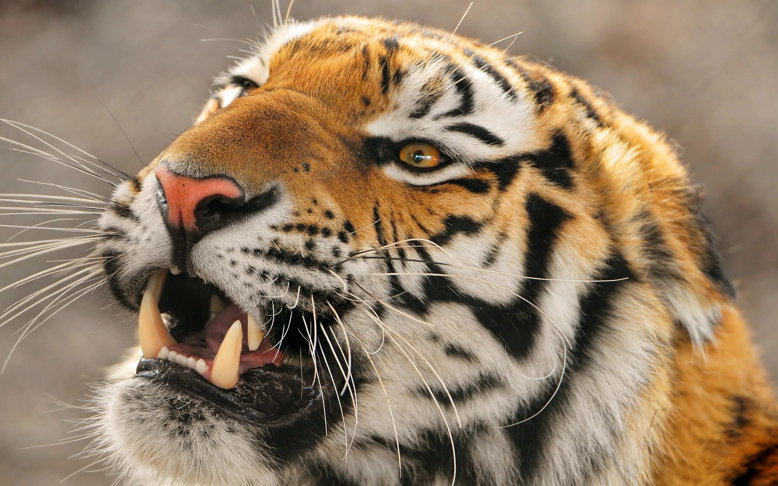 X in cat tiger