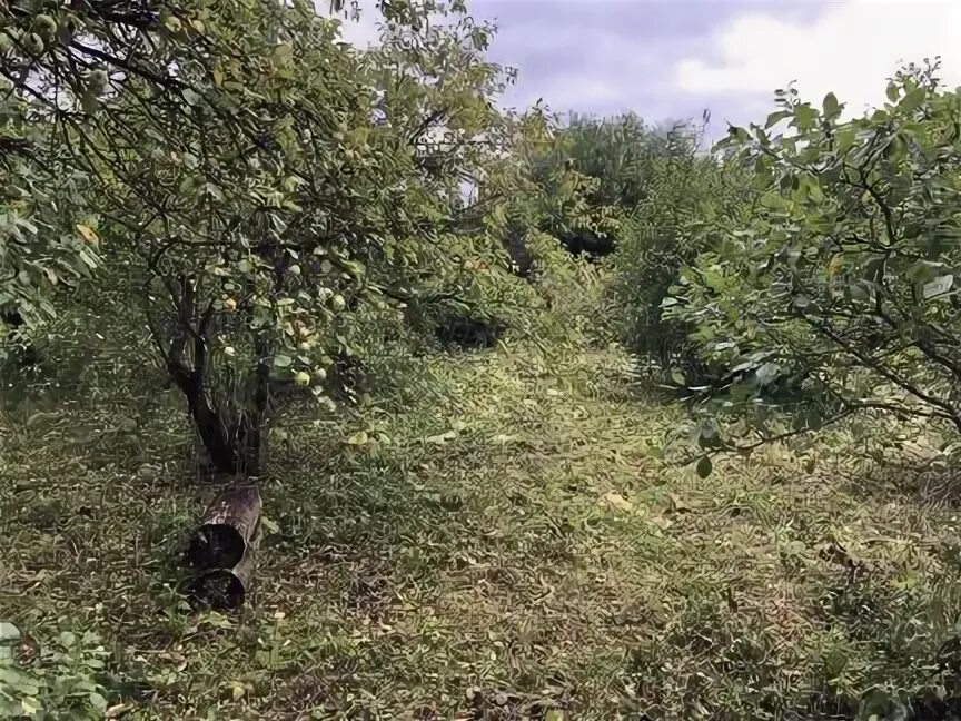 Купить участок голицыно. Дуб Часцы.